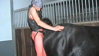 Horsesexvedos - Horse sex videos and Stallion porn movies